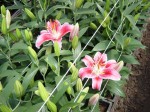 [3823 Stargazer.jpg]
